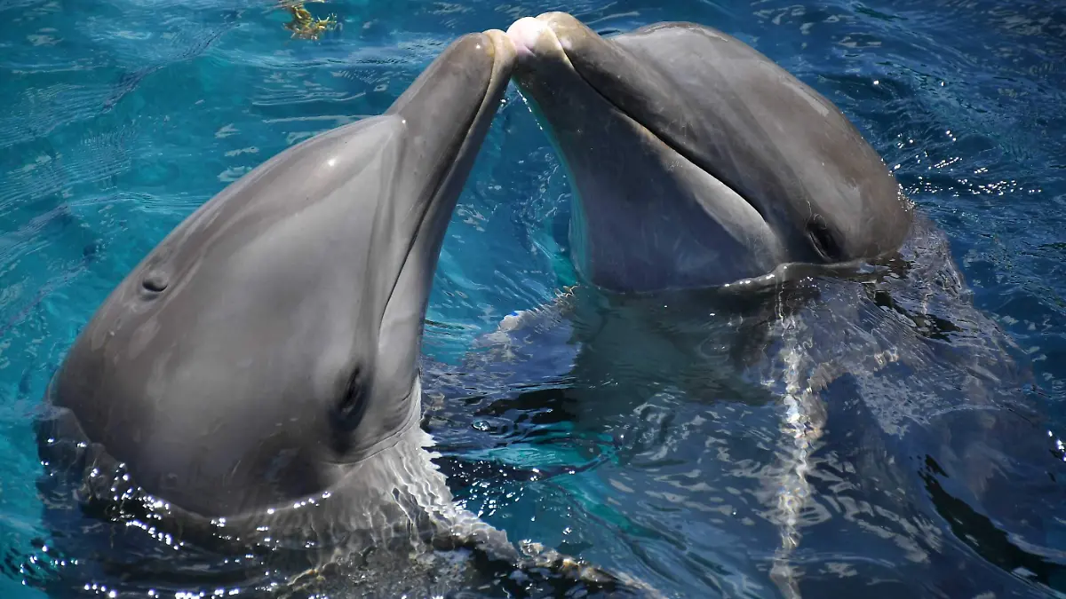 NADAR CON DELFINES-MILDRED ESTRADA (2)